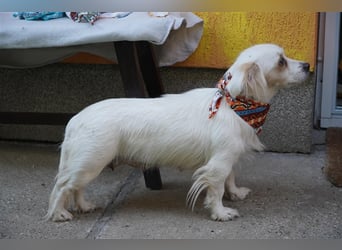 Rosie-SR, ängstliche Hündin sucht Hundeerfahrene Menschen