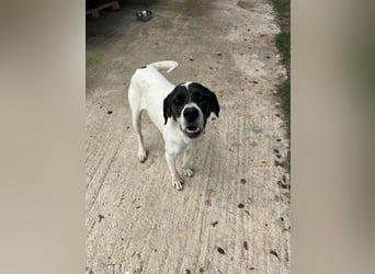 Lotte – Lebensfrohes Pointermädchen sucht aktive Familie!