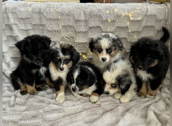 Wunderschöne Mini Aussies ab sofort ausziehbereit