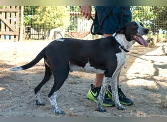 Casimo, Mix Labrador / Pointer, lieb und sozial