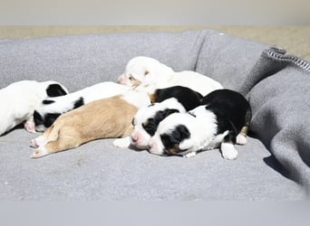 traumhaft hübscher Tibet Terrier Welpen aus erfahrender Zucht  sind geboren dürfen im Juni ausziehen