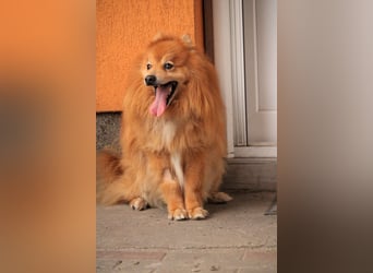 Balu SR – Schatz sucht Ruhe