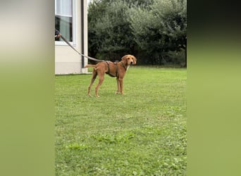 lieber Bracke Mischling Josh sucht ein Zuhause, Jagdhund, Posavski Gonic