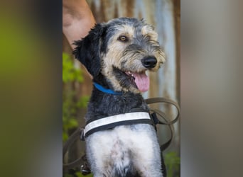 Boomer-SI, junger Hund sucht aktive Familie