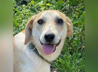 Betty, Labrador Mischling
