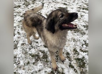 Die wundervolle Lili sucht ein Zuhause ❤️