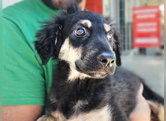 Liberotto: süßer Fratz sucht Kuschelplatz