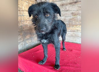 liebenswerte LUNA - 1 Jahr, 40cm/9kg - Schnauzer-Mix