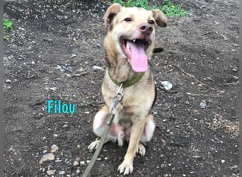 Filou geb. 04/2022 - lebensfroher, unglaublich netter Hund sucht Menschen mit Herz!