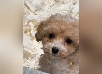 Maltipoo/mini Doodle Welpen in abricot/creme farben