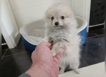 Pomeranian