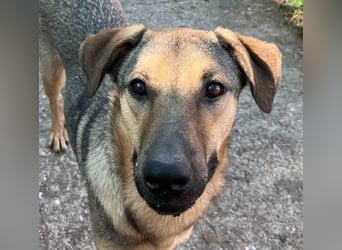 ⭐️WUTZL⭐️, Rüde, 1,5 Jahre, 54 cm, Mischling, Tierschutz