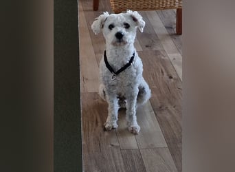 Havapoo Pudel Havaneser-ShihTzu