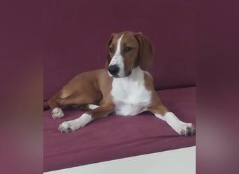 Valentina – Lebensfreude auf vier Pfoten sucht aktives Zuhause