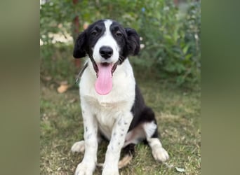 MOSS - Lebensfroher Border Collie Mix sucht aktive Familie