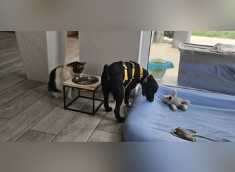 Nardino: angekommen und alle Herzen erobert