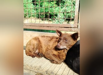 ältere Mischlings Hündin Babsi sucht ein Zuhause oder Pflegestelle