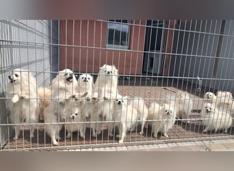 32 Pomeranian- Mädels und Buben (Zwergspitze)