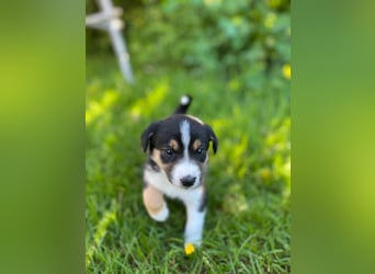 Wunderschöne Australien Shepherd Border Collie Welpen