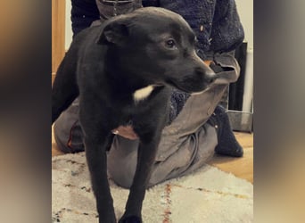 Wenn das Herz spricht - Lotte - schwarze Zaubermaus