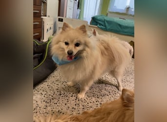Monty SR – Schatz sucht Ruhe