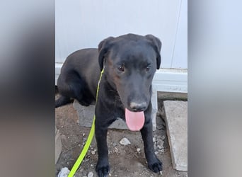 ❤️Labradormix Welpe Nero❤️