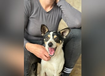 Foltos LM – kleiner Hund mit großem Herzen
