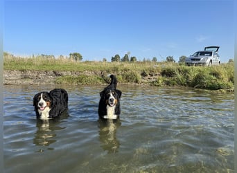 Berner Sennenhund Welpen reinrassig