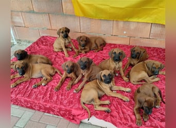 Süße Rhodesian Ridgeback Welpen