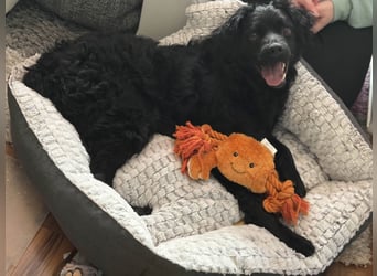 Mischlingshund Rufus
