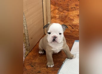 Englische Bulldoggen Welpen– 7 süße Mädels suchen bald ein Zuhause!