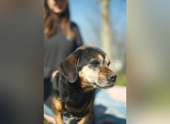 Bogar, kleine Seniorin sucht ruhiges Plätzchen