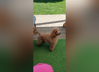 Toypudel/Zwergpudel mit Pedigree Ahnentafel
