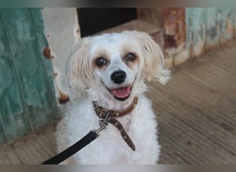Nougat und Luna, Chinesischer Schopfhund, geb. 2022, Traumpaar sucht erfahrenes Zuhause