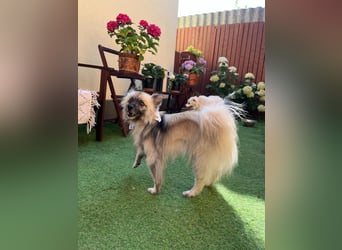 Stitch SR – kleiner Überlebenskämpfer sucht sein Happy End