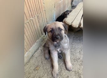 ELLIOTT sucht ein zu hause