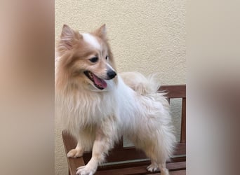 Leo SR – kleiner Sonnenschein sucht ein liebevolles Zuhause!