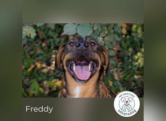 Freddy – Verspielter Entdecker sucht dich