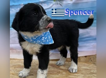 Spencer,geb.02/25,hübscher Hundebub sucht seine Familie