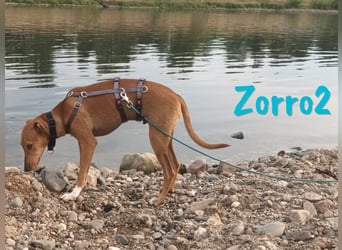 Zorro2 geb. 02/2025 (in Deutschland) - lebensfroher, aktiver Podenco-Bodeguero-Mix Welpe!