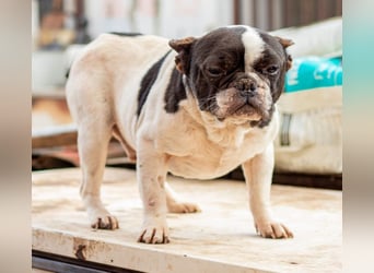 Sanyi, kleiner franz. Bulldogenmischling Bubi
