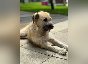 ♥STRUPPI♥ neu auf Pflegestelle bei Köln - sehr hübscher, ganz lieber Junghund 49 cm