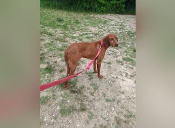 Molly, sportliche Viszlahündin, ca. 4 Jahre, ca. 55cm, ca. 22kg