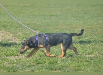 Frenzie sucht Familieanschluss (47839 Krefeld)