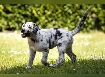 Süße Border Collie -Mudi mix Welpen