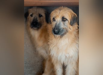 Wakame, wunderbare Dame ihrer Rasse, Gos d Atura /Briard Mix