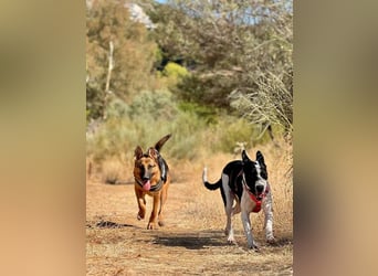Happy (Spanien) - wunderschöne Hündin mit zarter Seele