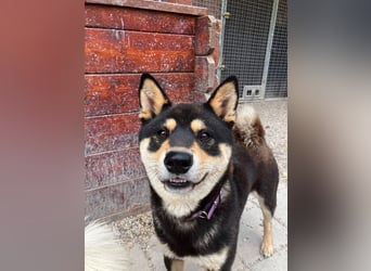 Furyo