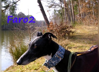 Faro2 05/2022 (in Deutschland) - verspielter und lieber, bezaubernder Galgo!