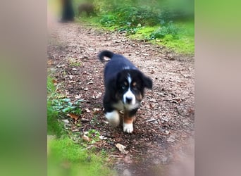 Reinrassige Australian Shepherd Welpen aus einer Spitzenverpaarung mit ASCA Papiere....